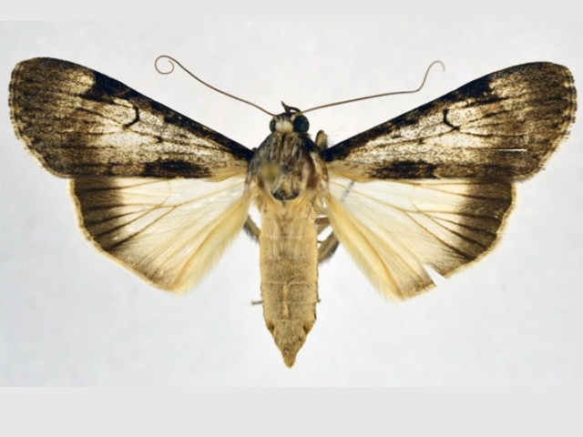 Audea paulumnodosa